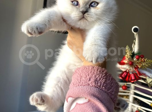 Ayı Surat Kaliteli Sağlıklı görsel
