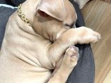 Yavru Pocket Bully Erkek