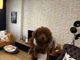Kore Poodle Kızımın Yavruları
