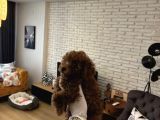 Kore Poodle Kızımın Yavruları