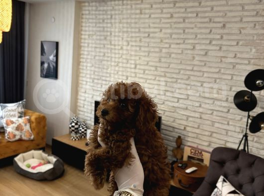 Kore Poodle Kızımın Yavruları görsel