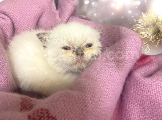British Shorthair görsel
