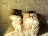 Tr De Tek Golden Garfield Son 4 Adet