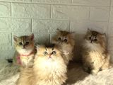 Tr De Tek Golden Garfield Son 4 Adet