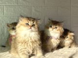 Tr De Tek Golden Garfield Son 4 Adet