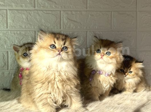 Tr De Tek Golden Garfield Son 4 Adet görsel