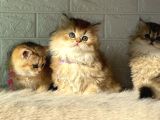TR de tek golden Garfield son 4 adet