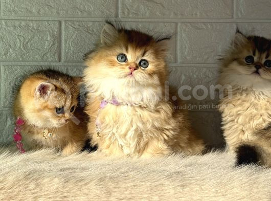 Tr De Tek Golden Garfield Son 4 Adet