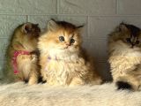 Tr De Tek Golden Garfield Son 4 Adet