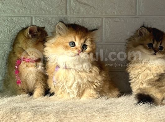 Tr De Tek Golden Garfield Son 4 Adet görsel