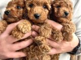 Orijinal Toy Poodle Yavrular