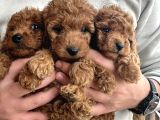Orijinal Toy Poodle Yavrular