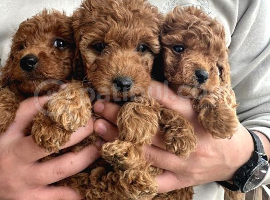 Orijinal Toy Poodle Yavrular görsel