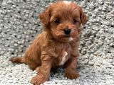 Kahve tonlu mini boy puppy sevimli yavrular MALTİPO CİNSİ