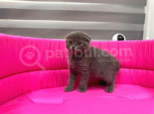 Scotti̇sh Fold Yavrumuz görsel