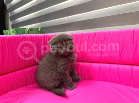 Scotti̇sh Fold Yavrumuz görsel