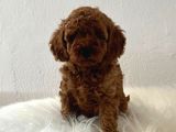 Peluş Görünüm Sağlık Ve Irk Garantili Toy Poodle Yavrularım