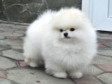 Pomerrian boo yavrularımız Sevimli Yavrular