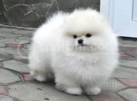 Pomerrian Boo Yavrularımız Sevimli Yavrular