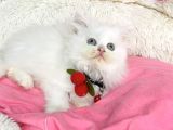 İnci beyaz brıtısh longhair bebegım