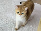 2 Yaşında Kısır Dişi British Shorthair Kedimiz