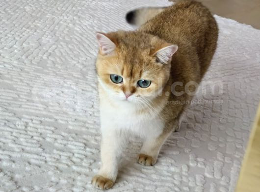 2 Yaşında Kısır Dişi British Shorthair Kedimiz görsel