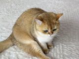 2 Yaşında Kısır Dişi British Shorthair Kedimiz