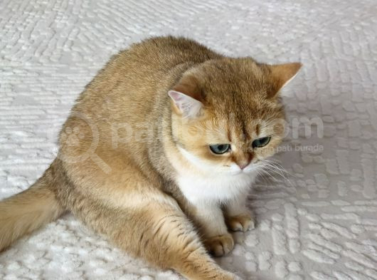 2 Yaşında Kısır Dişi British Shorthair Kedimiz görsel