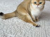2 Yaşında Kısır Dişi British Shorthair Kedimiz