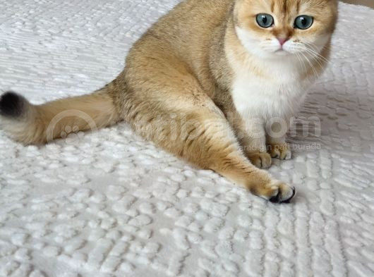 2 Yaşında Kısır Dişi British Shorthair Kedimiz görsel
