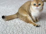 2 yaşında kısır dişi British Shorthair Kedimiz