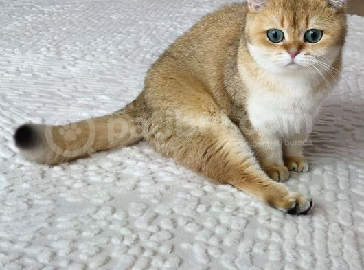 2 Yaşında Kısır Dişi British Shorthair Kedimiz