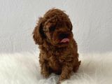 Peluş görünüm Sağlık ve ırk garantili Toy poodle yavrularım