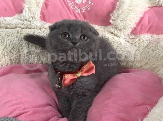 Ayı Suratlı Blue Scotısh Fold Bebegım görsel