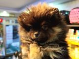3Aylık Pomerian Boo