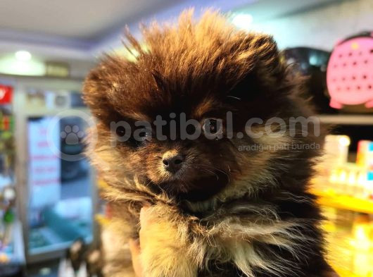 3Aylık Pomerian Boo görsel