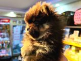 3aylık pomerian boo