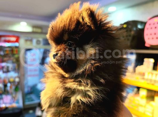 3Aylık Pomerian Boo