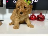 Anne Sütünü Yeterince Emen Poodle Bebek
