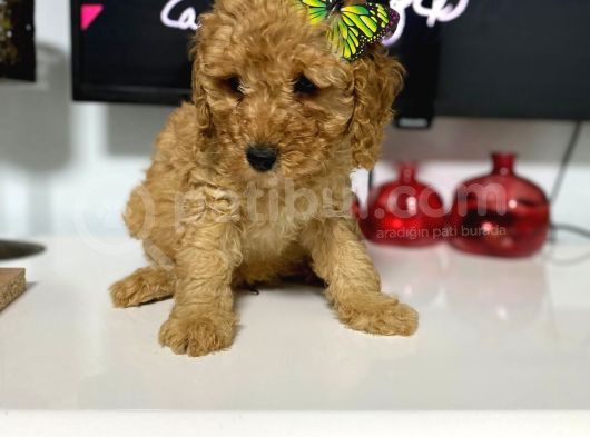 Anne Sütünü Yeterince Emen Poodle Bebek görsel