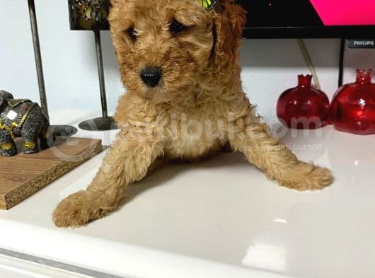 Anne Sütünü Yeterince Emen Poodle Bebek