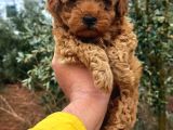 Red braw kıpkırmızı ev üretimi TOOY POODLE