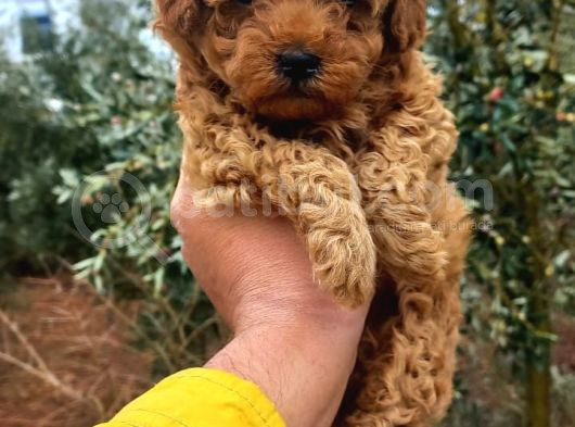 Red Braw Kıpkırmızı Ev Üretimi Tooy Poodle