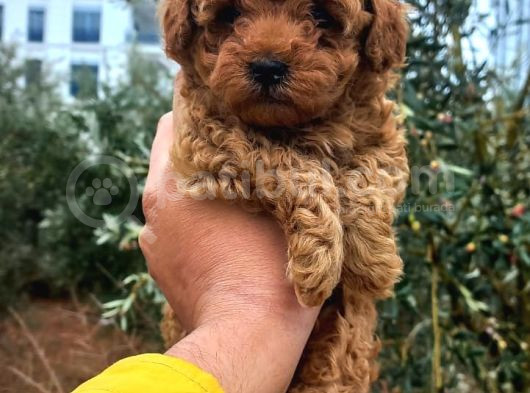 Red Braw Kıpkırmızı Ev Üretimi Tooy Poodle görsel