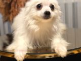 Pomerian Köpeğimiz
