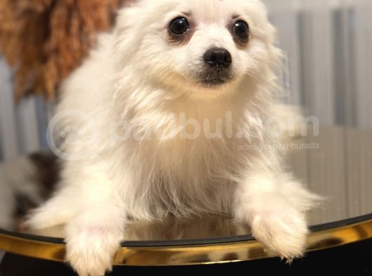 Pomerian Köpeğimiz görsel