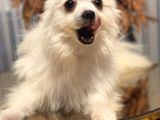 Pomerian köpeğimiz