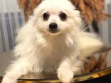 Pomerian Köpeğimiz