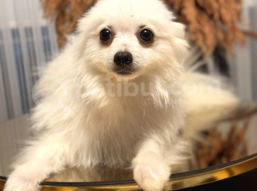 Pomerian Köpeğimiz görsel