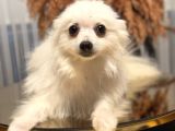 Pomerian Köpeğimiz
